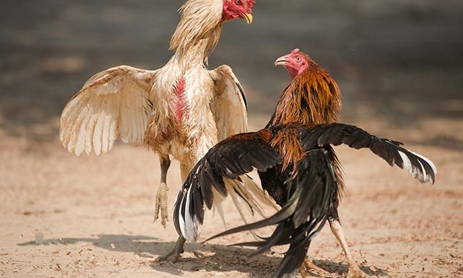 Kesalahan Pemain Yang Membuat Kalah Main Judi Sabung Ayam