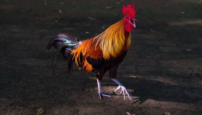 Tips Untuk Menghemat Uang Dalam Permainan Sabung Ayam